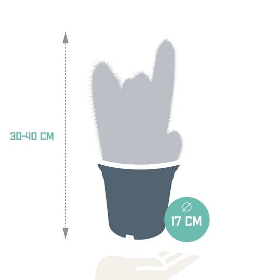 Vatricania Guentheri - cactus d'intérieur- La Green Touch - Image 2
