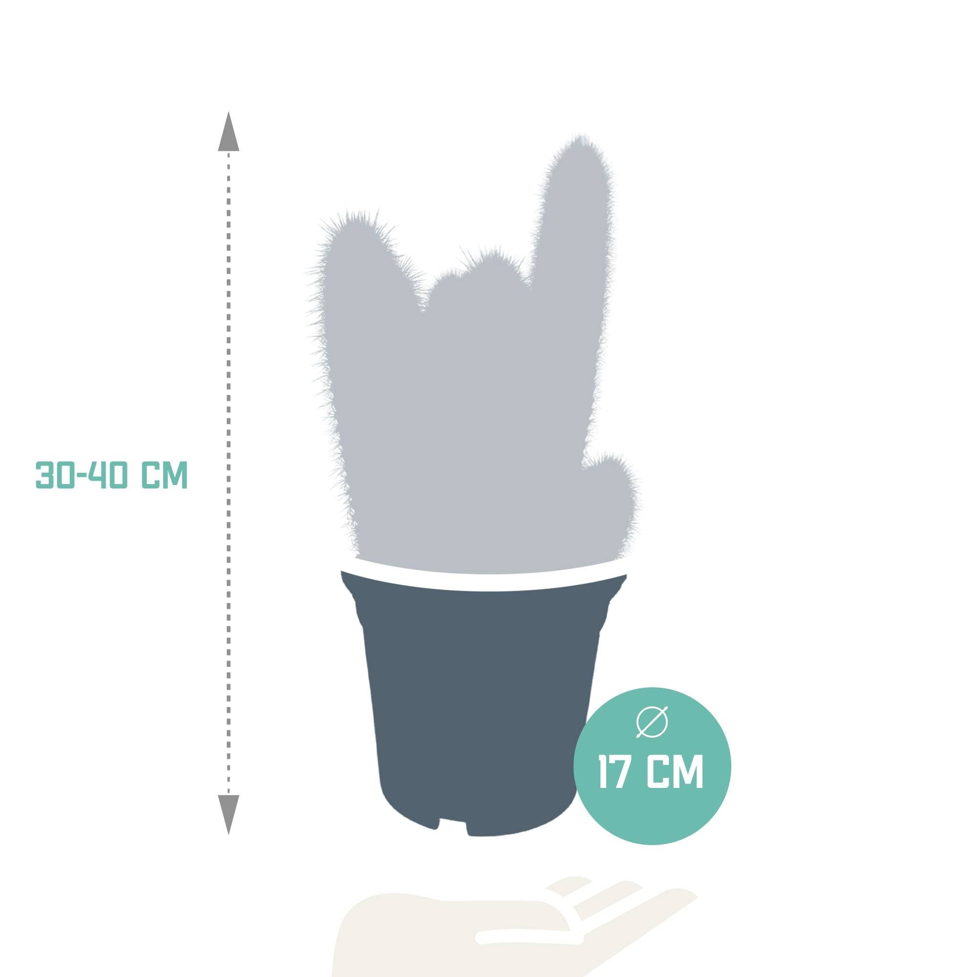Vatricania Guentheri - cactus d'intérieur- La Green Touch - Image 2