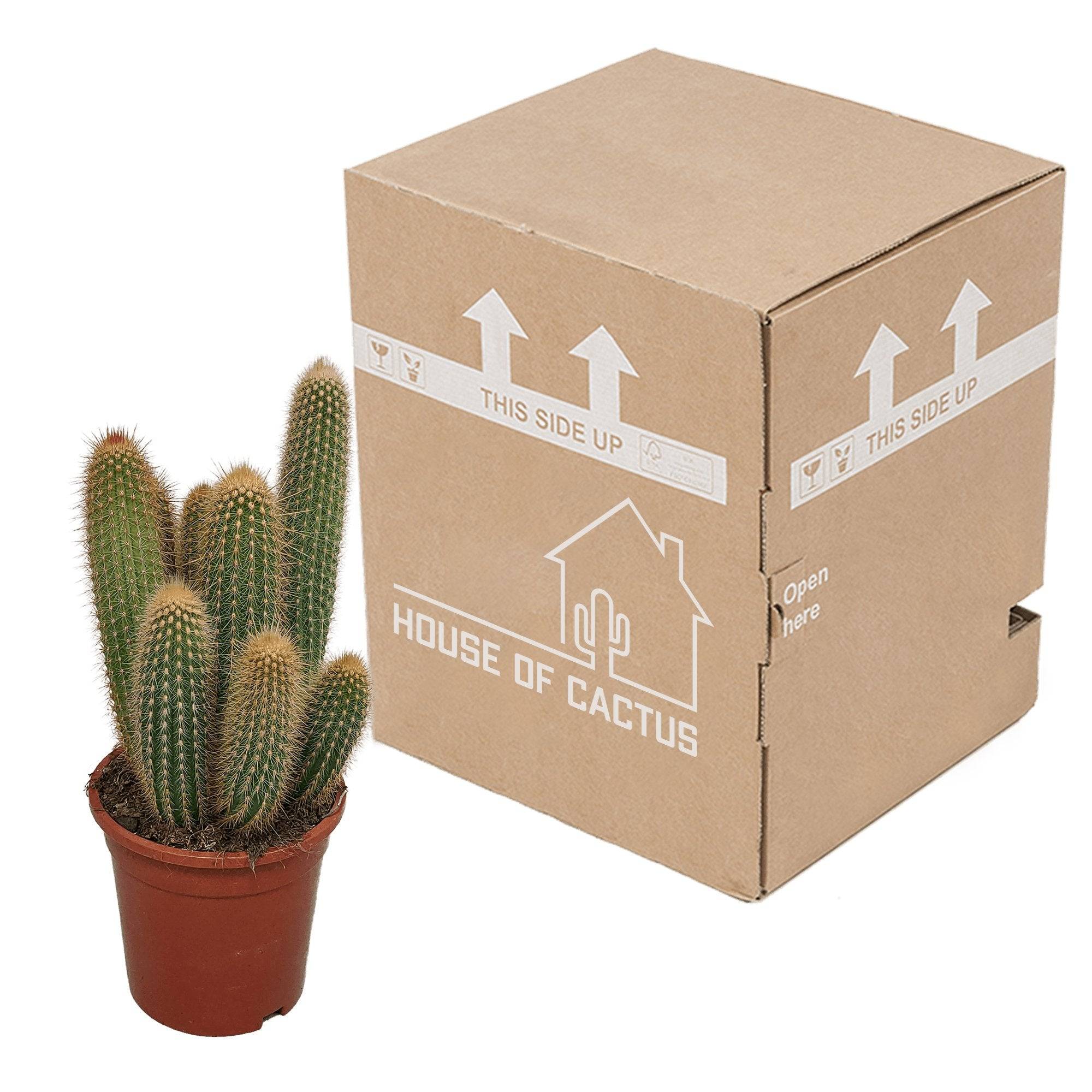 Vatricania Guentheri - cactus d'intérieur- La Green Touch - Image 3