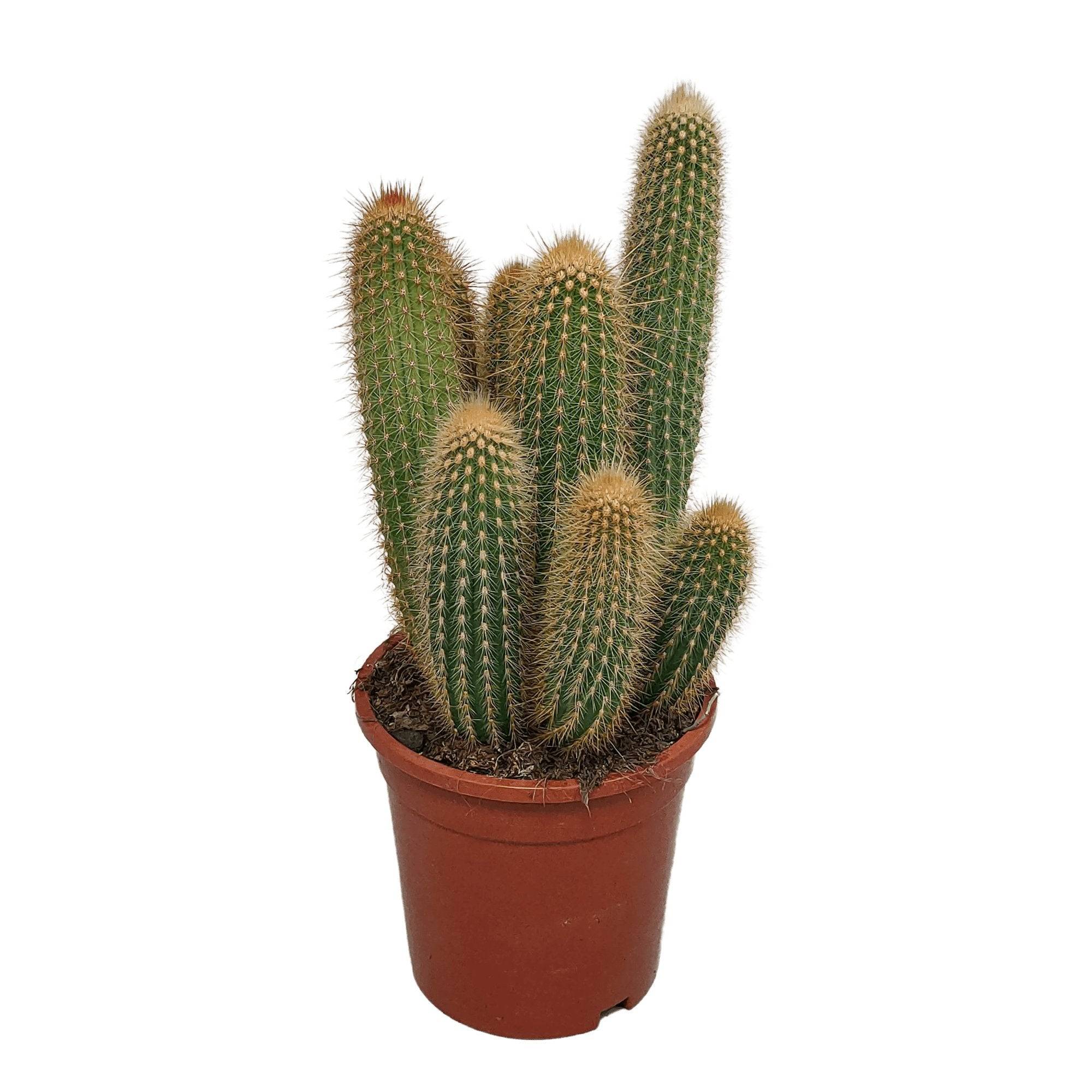 Vatricania Guentheri - cactus d'intérieur- La Green Touch - Image 1
