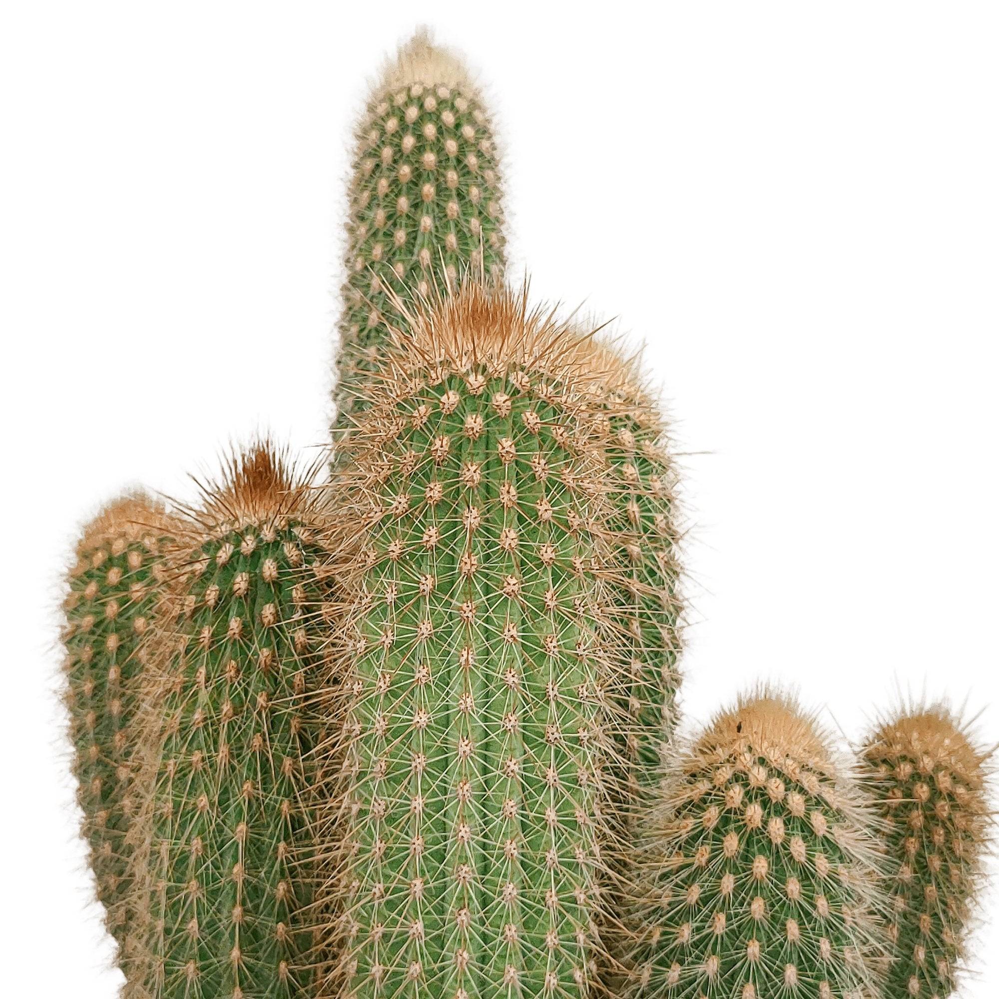 Vatricania Guentheri - cactus d'intérieur- La Green Touch - Image 4