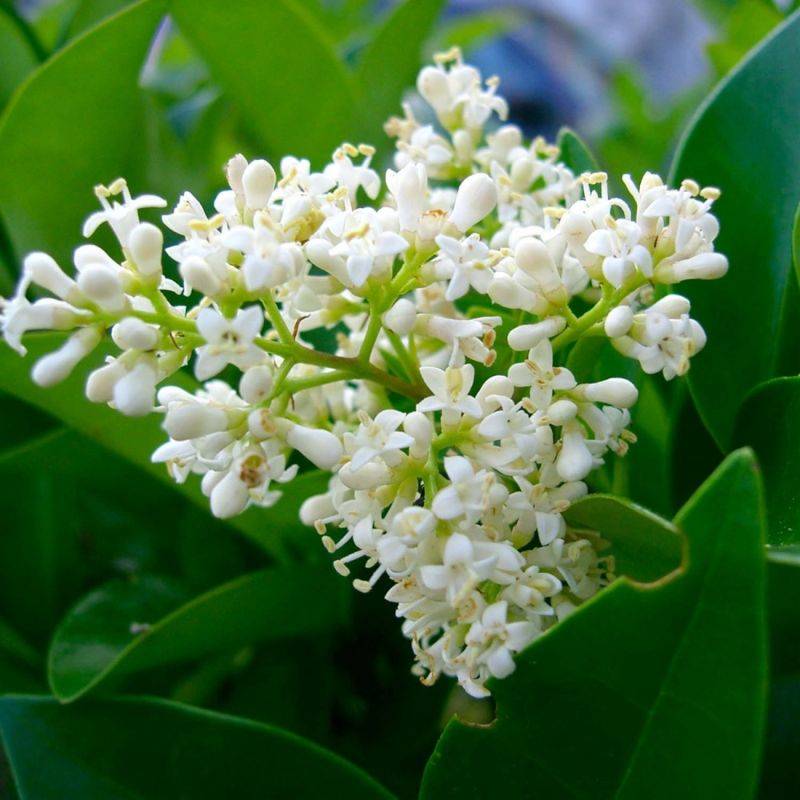 Troène de Californie (Ligustrum ovalifolium) - Godet - Taille 13/25cm - Pépinières Naudet - Image 2