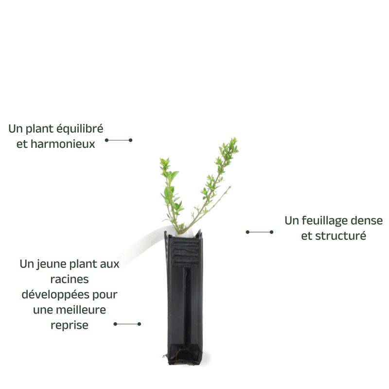 Troène de Californie (Ligustrum ovalifolium) - Godet - Taille 13/25cm - Pépinières Naudet - Image 4