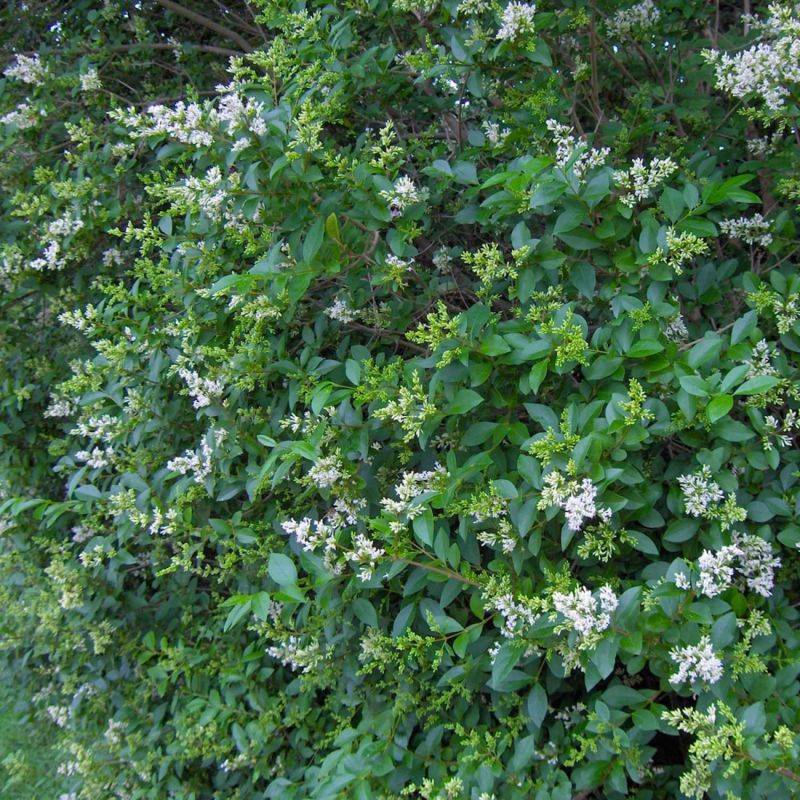Troène de Californie (Ligustrum ovalifolium) - Godet - Taille 13/25cm - Pépinières Naudet - Image 1