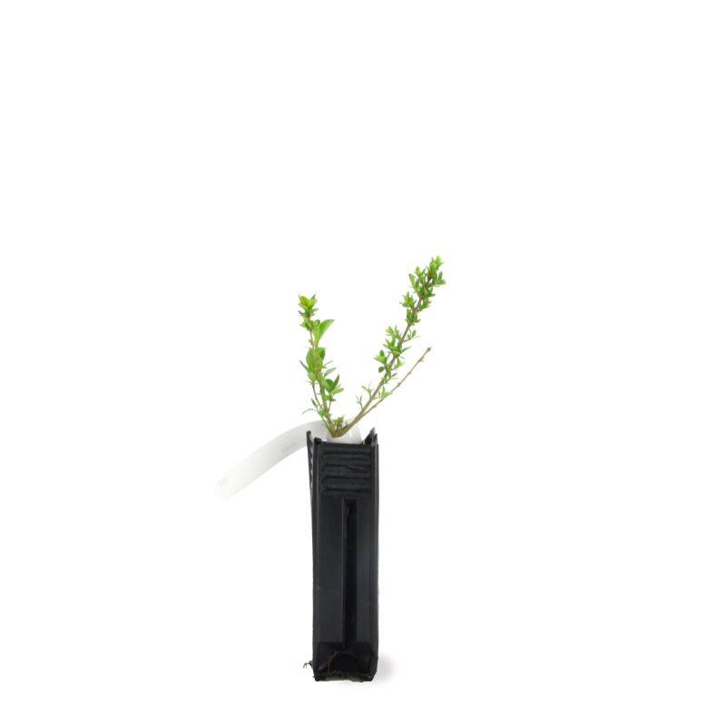 Troène de Californie (Ligustrum ovalifolium) - Godet - Taille 13/25cm - Pépinières Naudet - Image 3
