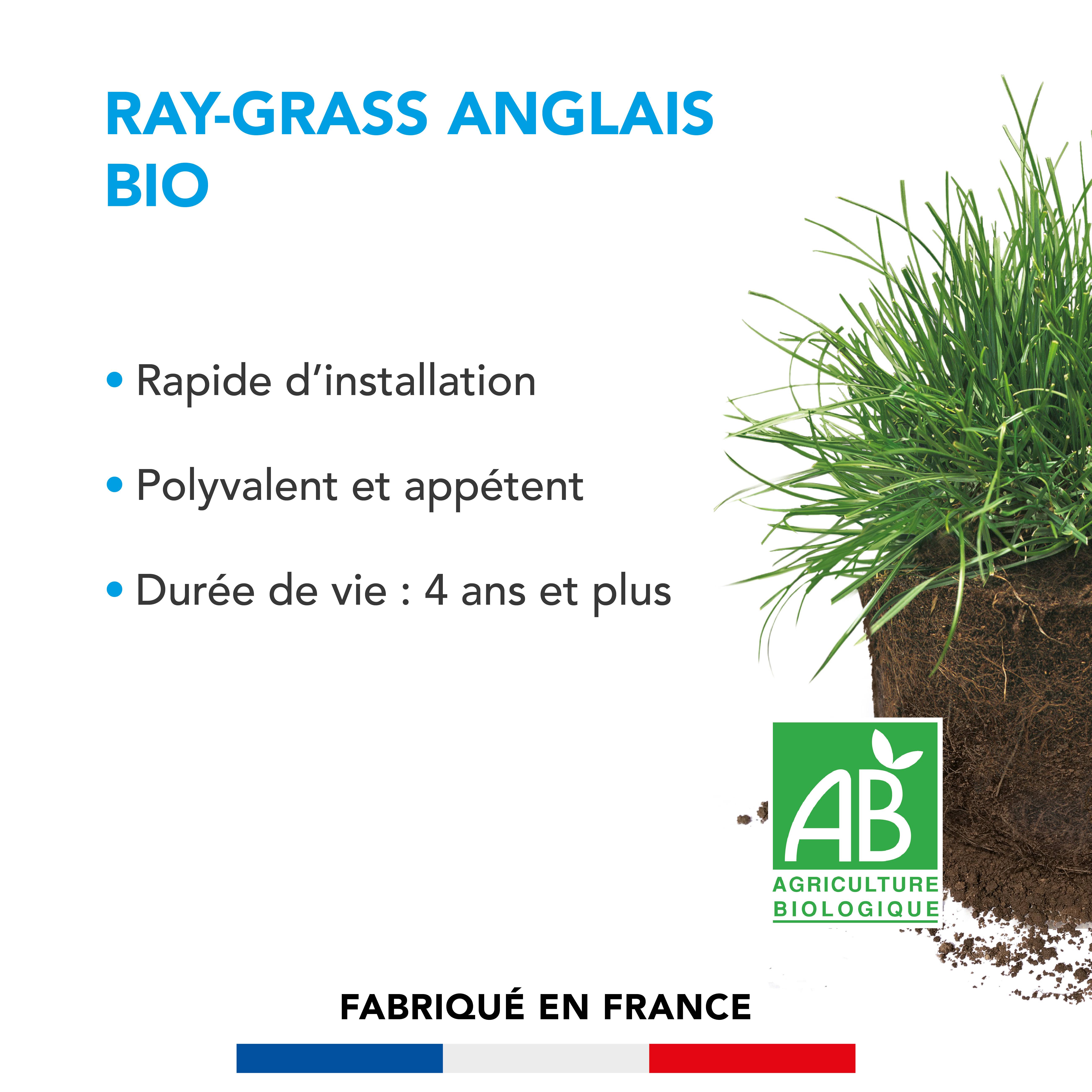 Barenbrug - Ray-grass anglais - Rapide d'Installation - Polyvalent et Appétent - Durée de Vie 4 ans et + - 250G - BARENBRUG - Image 2