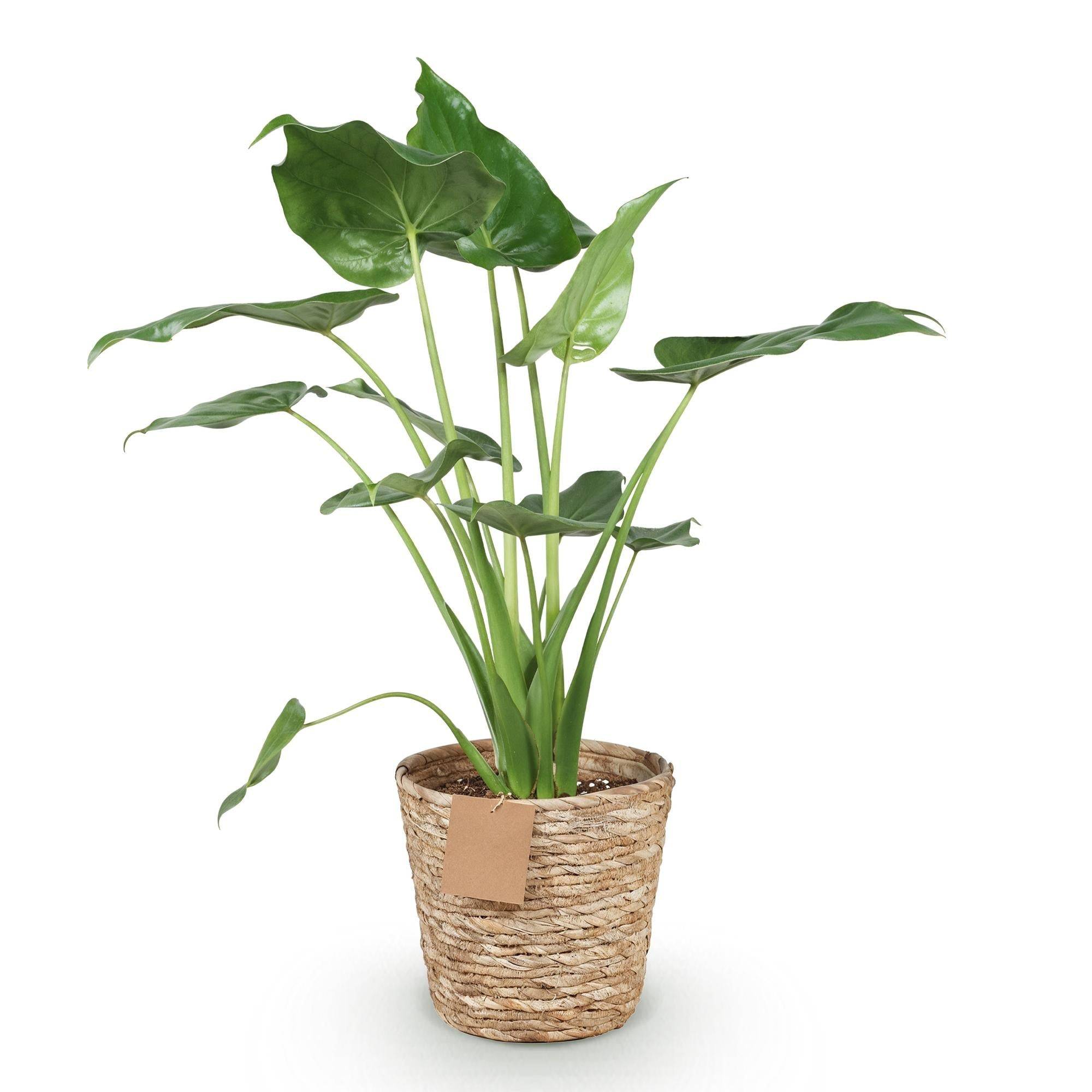 Alocasia Cucullata - D21 H70cm - Image 3