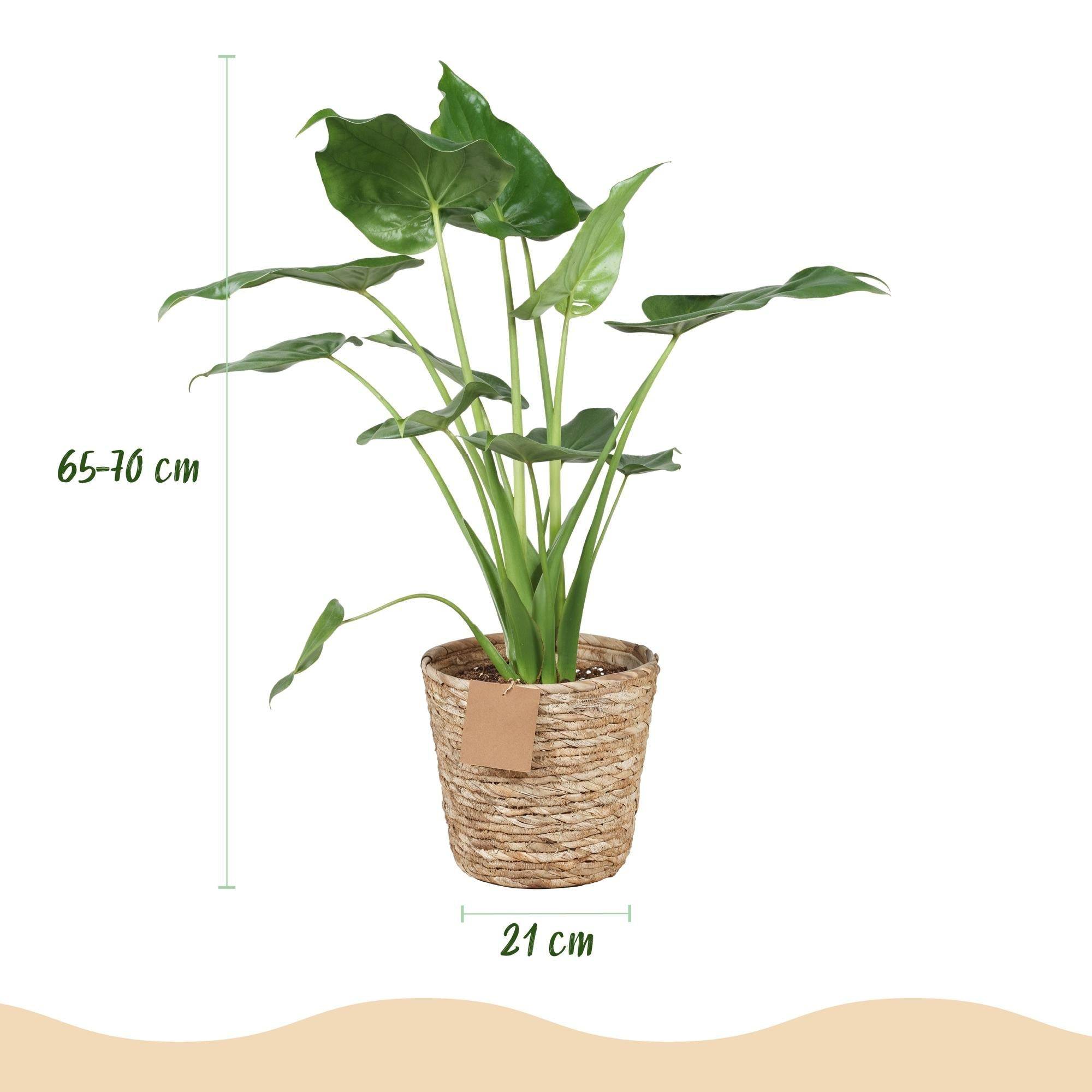 Alocasia Cucullata - D21 H70cm - Image 4