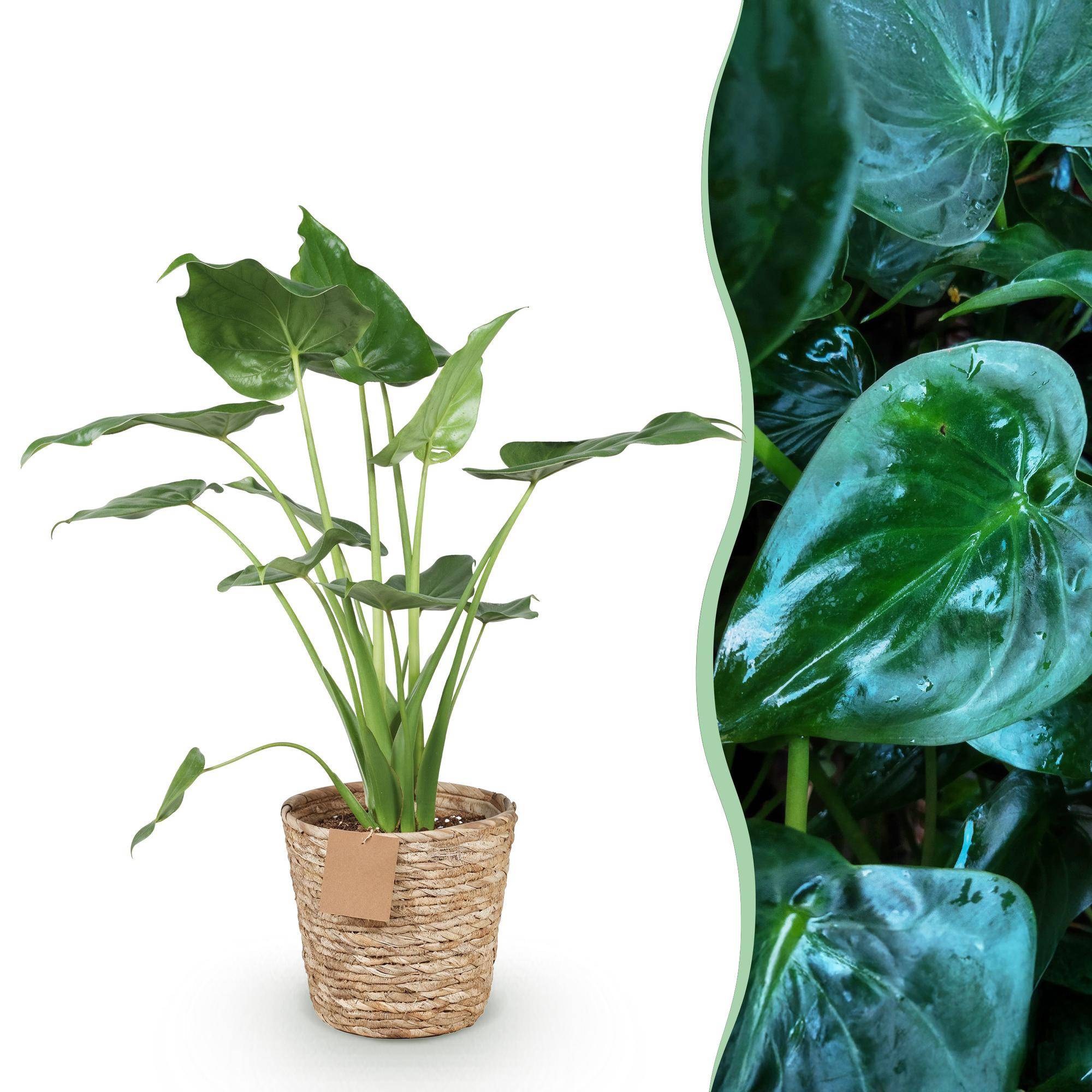 Alocasia Cucullata - D21 H70cm - Image 2