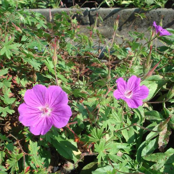 Promesse de Fleurs - Geranium vivace Tiny Monster Pot de 2L/3L