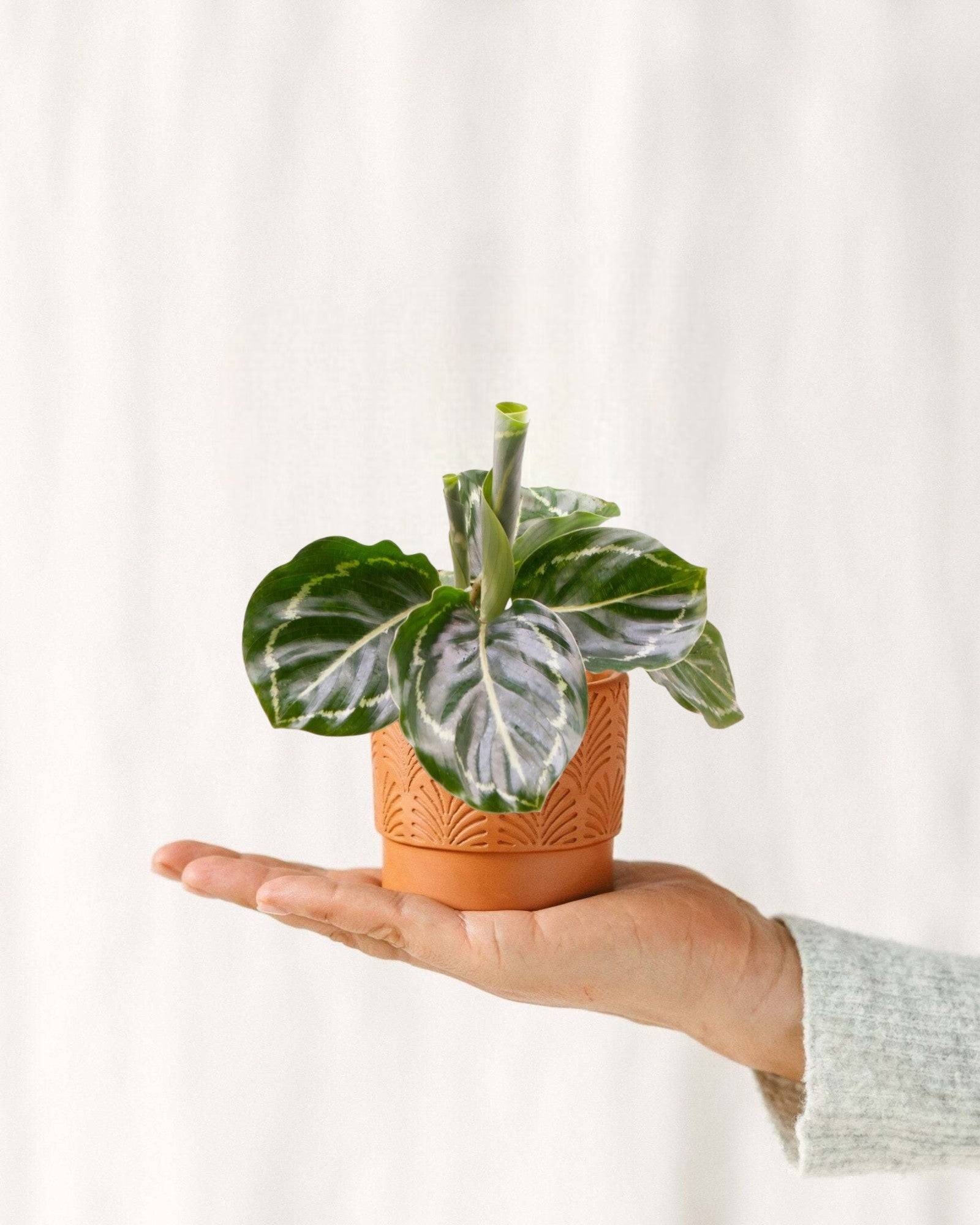 Mini Calathea Roseopicta Green Cm - Image 1