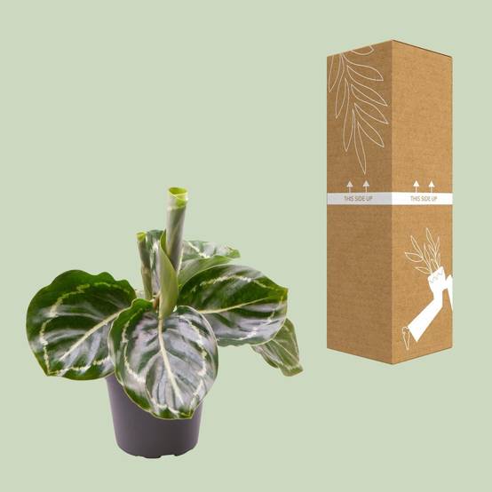 Mini Calathea Roseopicta Green Cm - Image 4