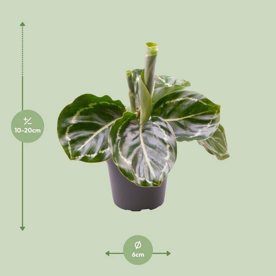Mini Calathea Roseopicta Green Cm - Image 3