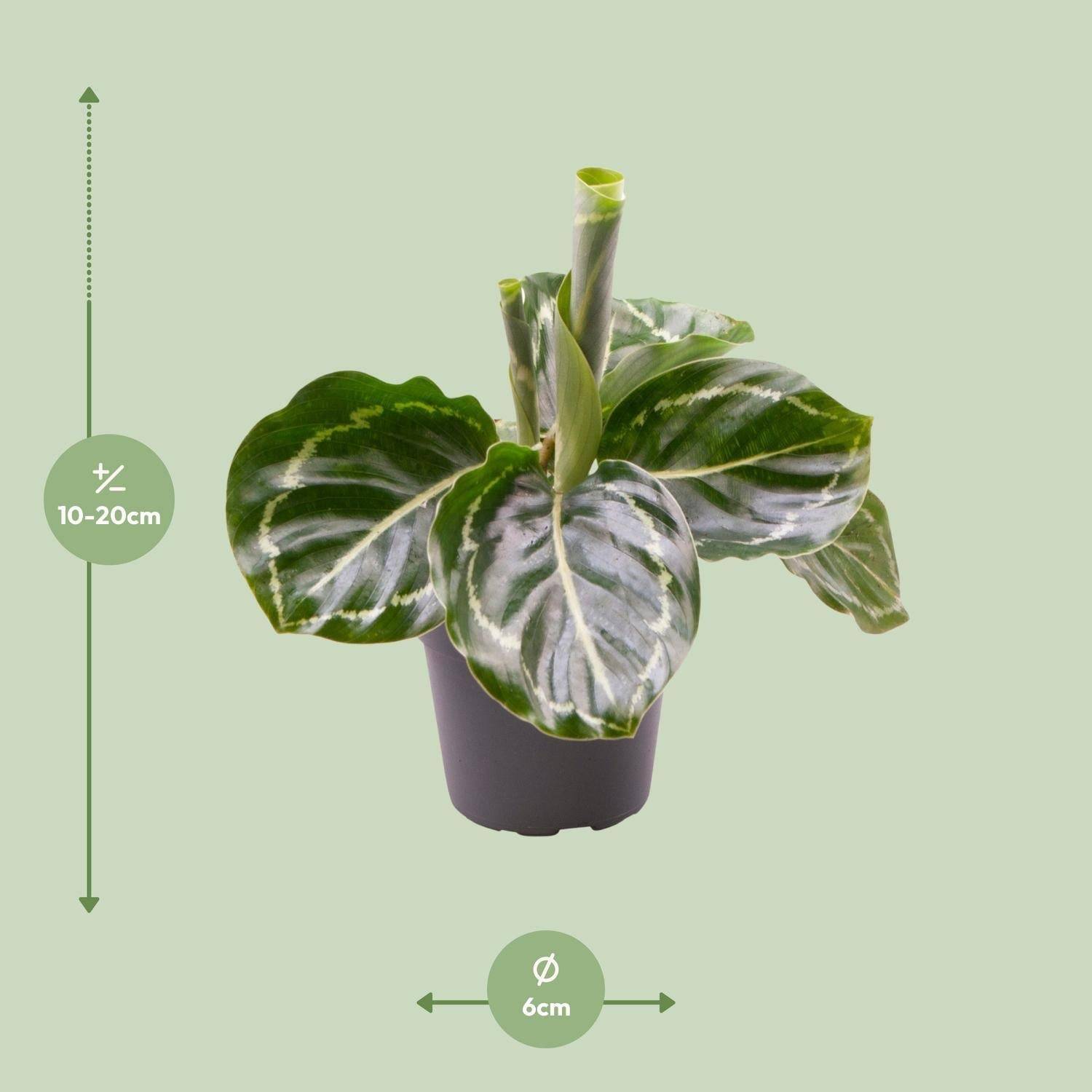Mini Calathea Roseopicta Green Cm - Image 3