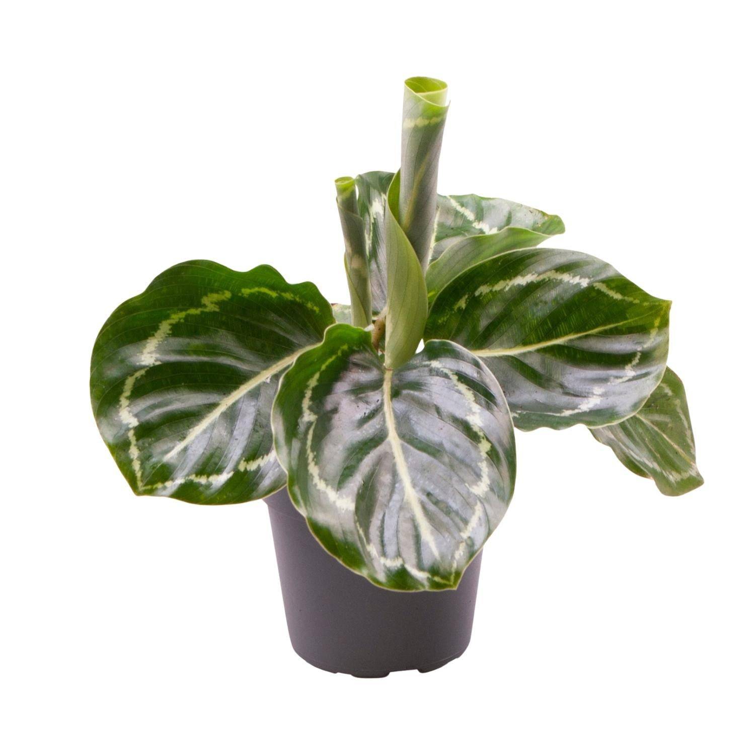 Mini Calathea Roseopicta Green Cm - Image 2