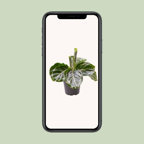 Mini Calathea Roseopicta Green Cm - Image 5