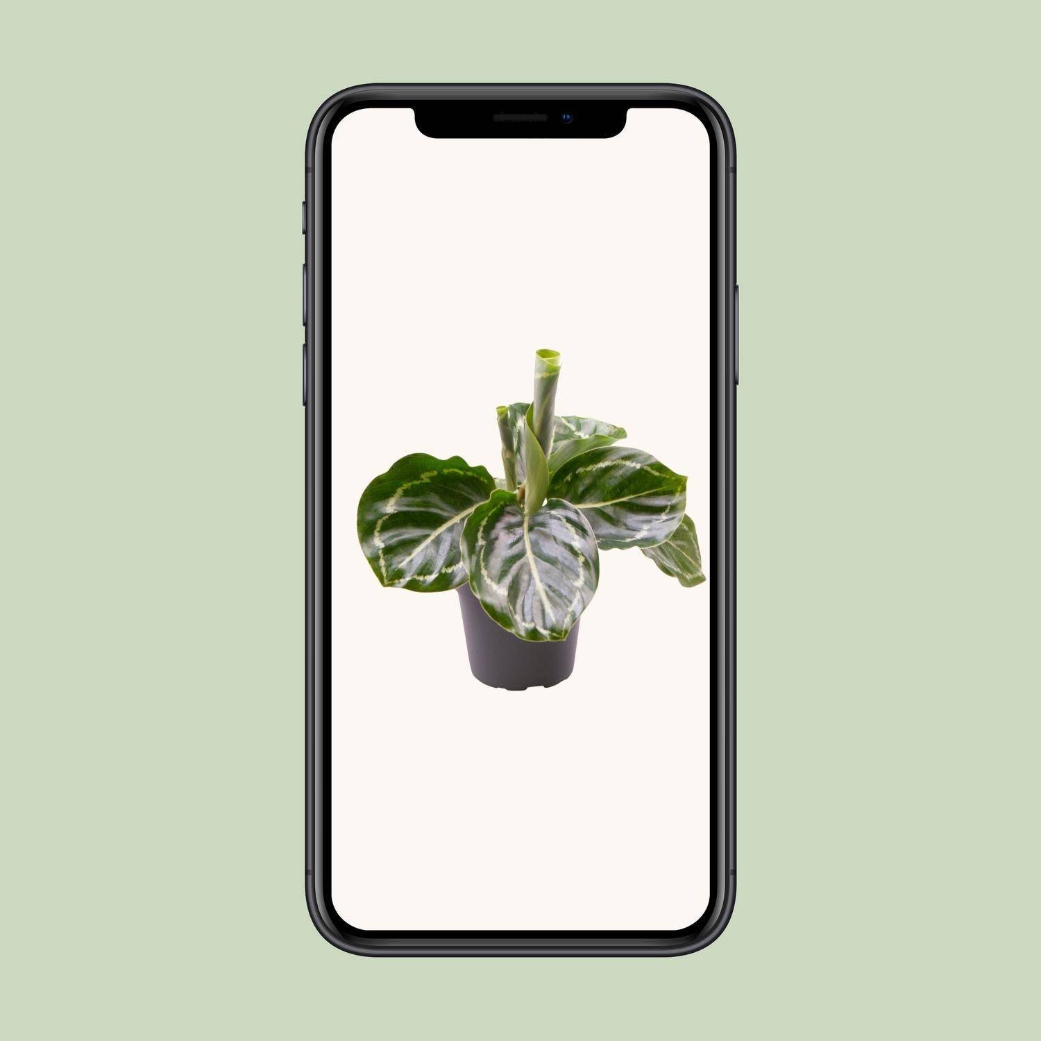 Mini Calathea Roseopicta Green Cm - Image 5