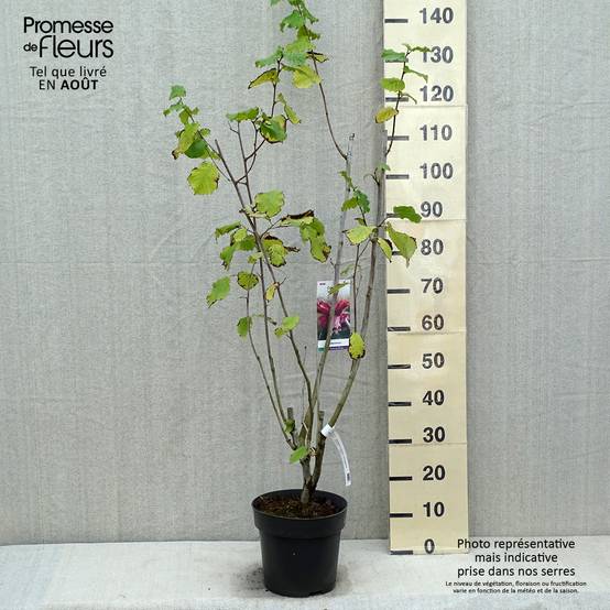 Corylus maxima Juningia - Noisetier de Lambert Pot de 4L/5L - Image 2