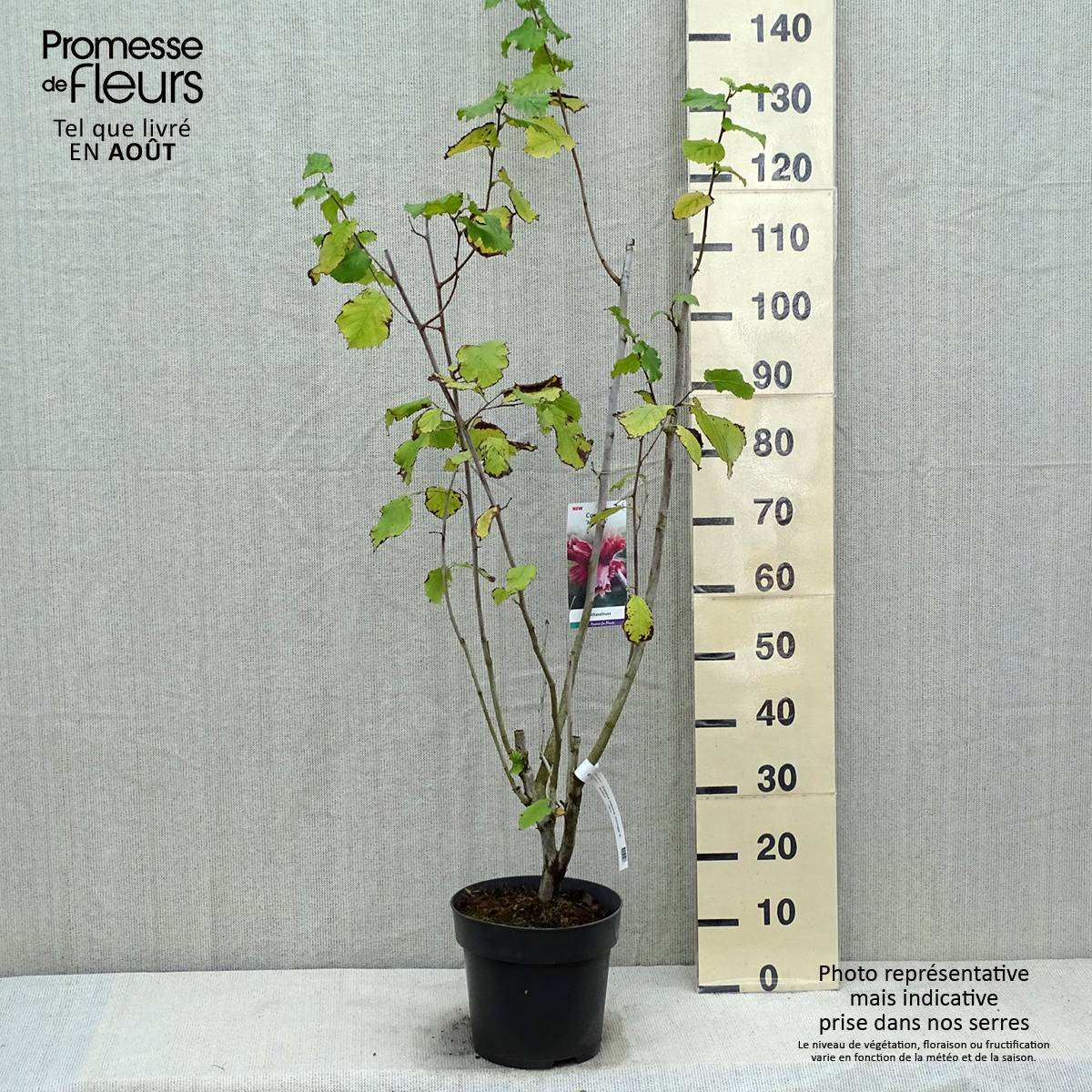 Corylus maxima Juningia - Noisetier de Lambert Pot de 4L/5L - Image 2