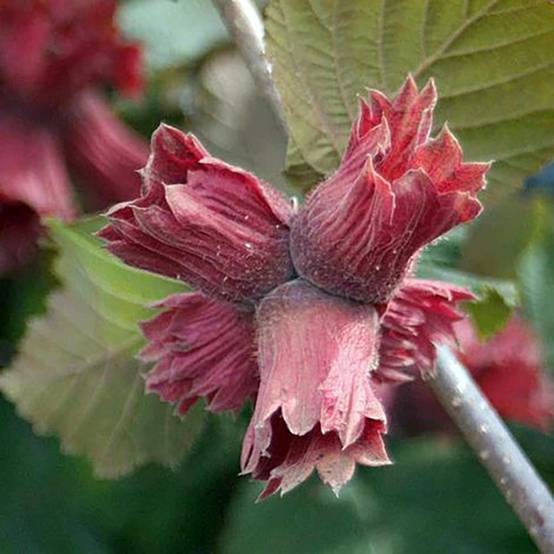 Corylus maxima Juningia - Noisetier de Lambert Pot de 4L/5L - Image 1
