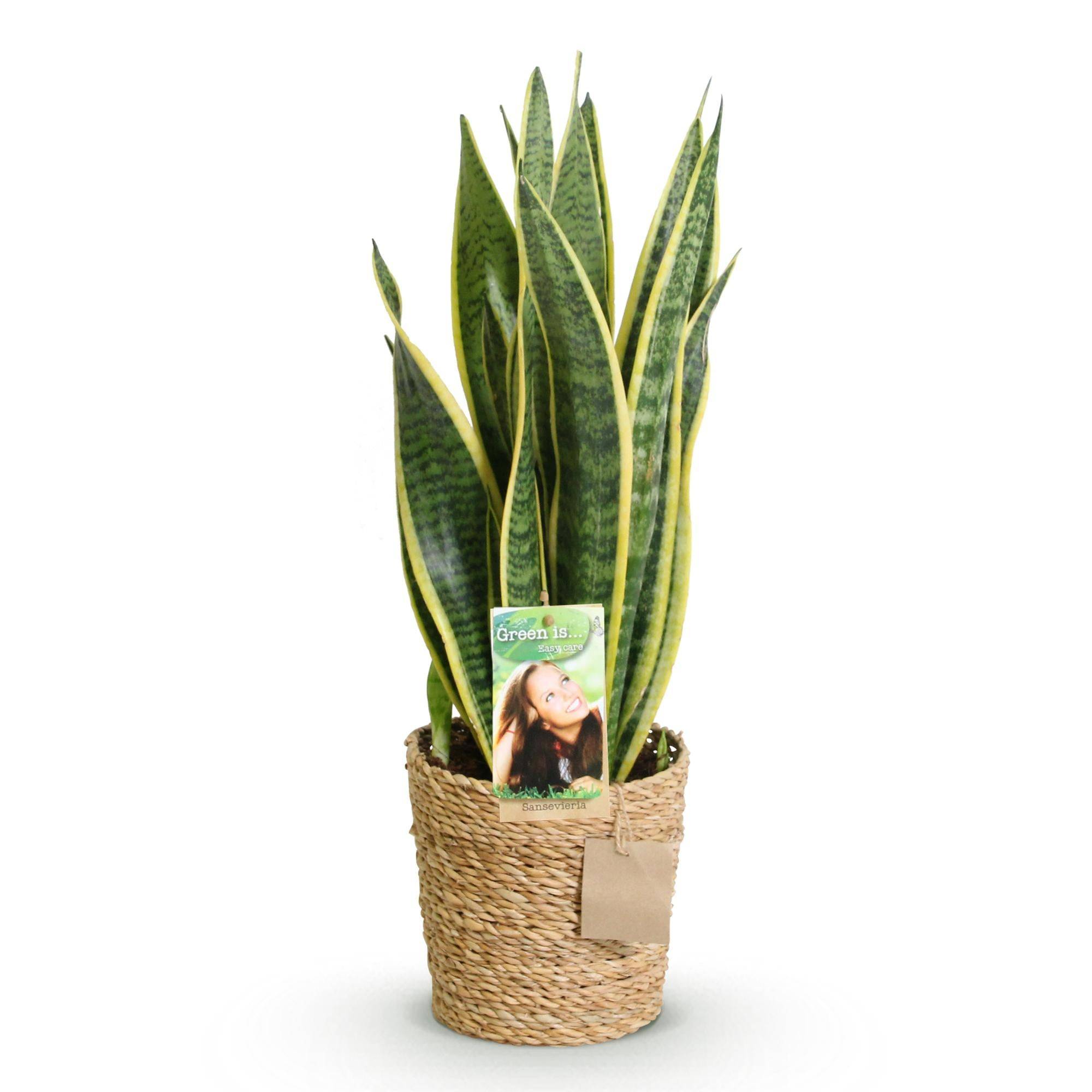 Sansevieria Laurentii - Pot de 17cm - Plantes d'intérieur - Image 7