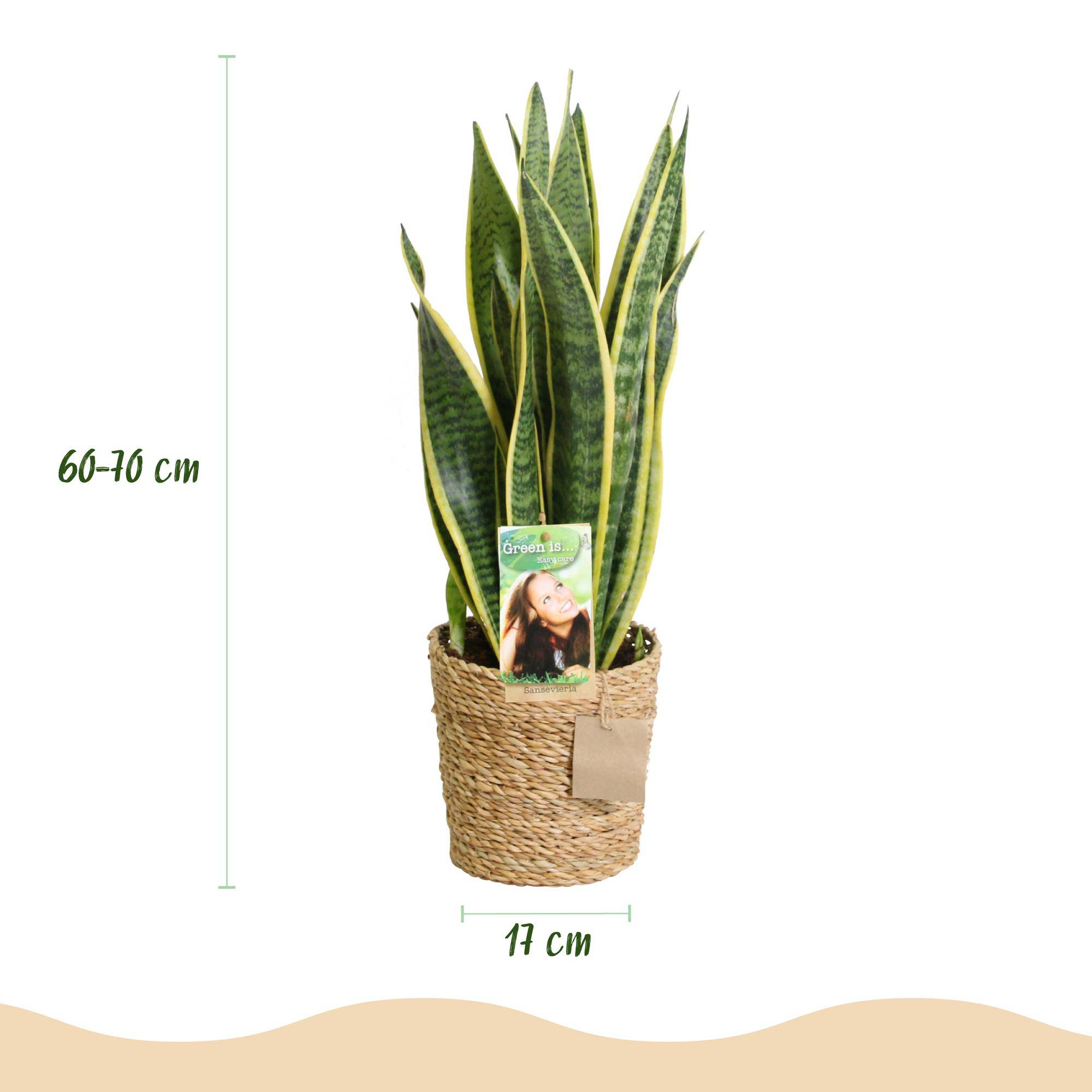 Sansevieria Laurentii - Pot de 17cm - Plantes d'intérieur - Image 3