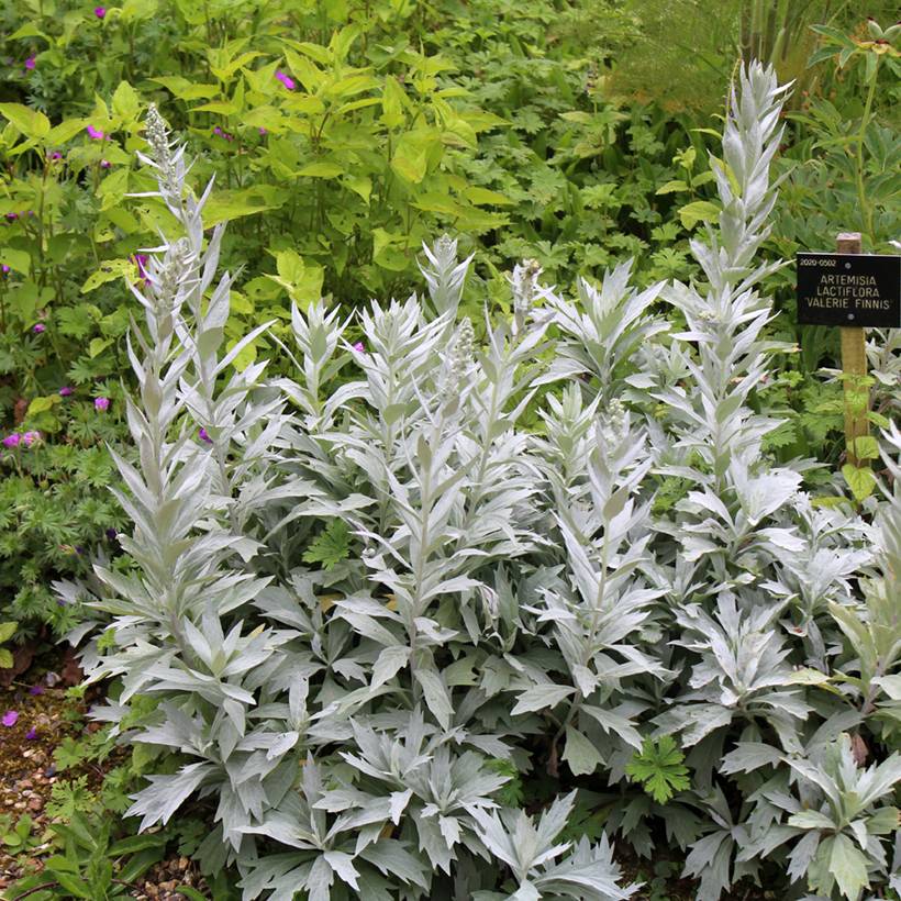 Armoise - Artemisia ludoviciana Valerie Finnis Godet de 8/9 cm