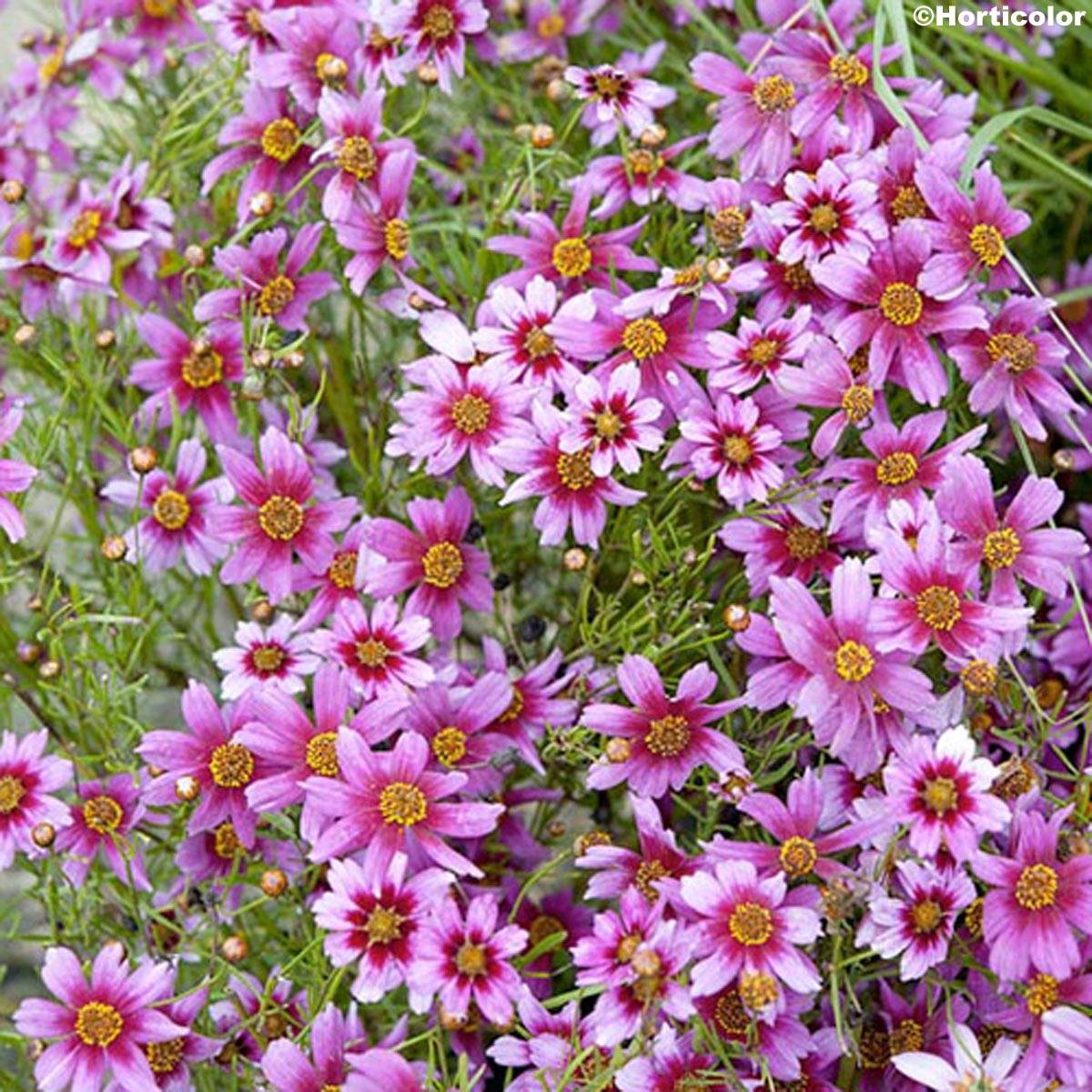 Promesse de Fleurs - Coreopsis rosea Nana Godet de 8/9 cm