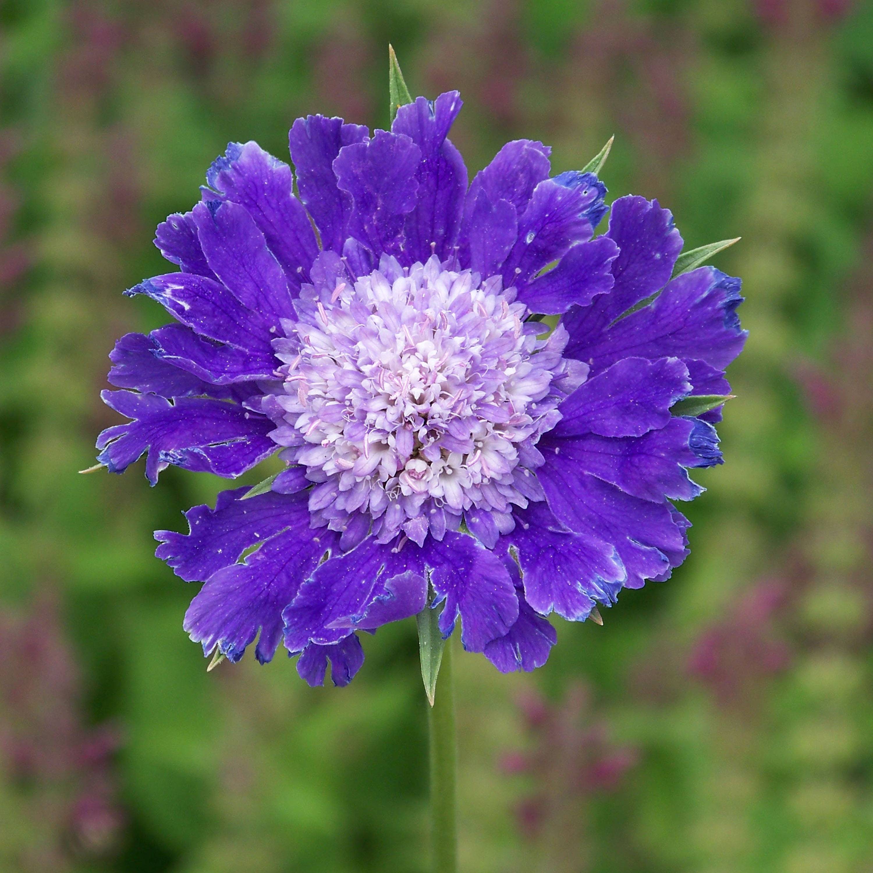 Scabieuse du Caucase - Scabiosa caucasica Fama Godet de 8/9 cm
