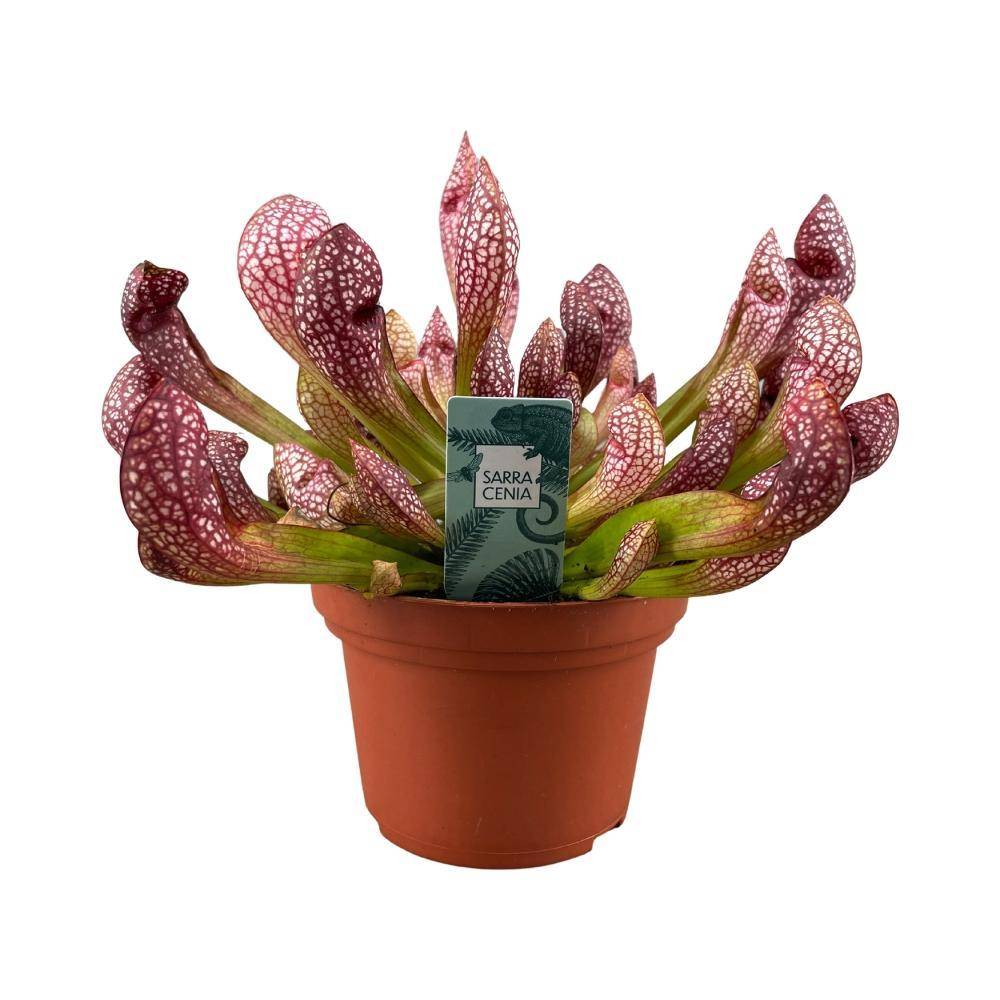 Sarracenia Leucophylla - carnivore 40cm - Plante d'intérieur- La Green Touch - Image 1