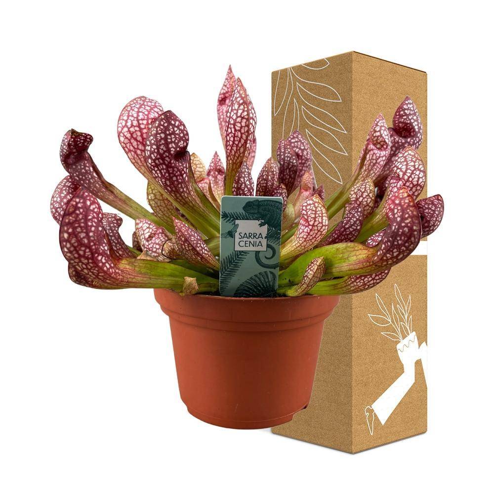 Sarracenia Leucophylla - carnivore 40cm - Plante d'intérieur- La Green Touch - Image 3