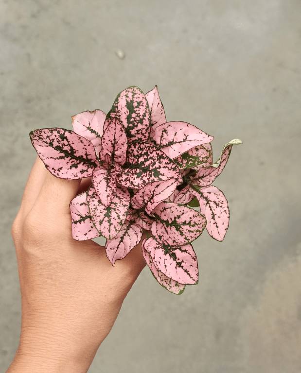 Hypoeste Phyllostachya rose D. 6cm H. 12cm - Plante d'intérieur - IndoorPoppies