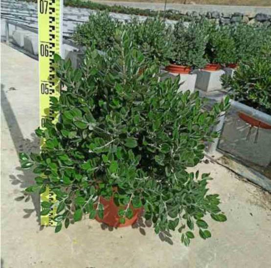 0 - Metrosideros excelsa (Arbre de Noël) Pot de 130L 160/180 cm - Image 1