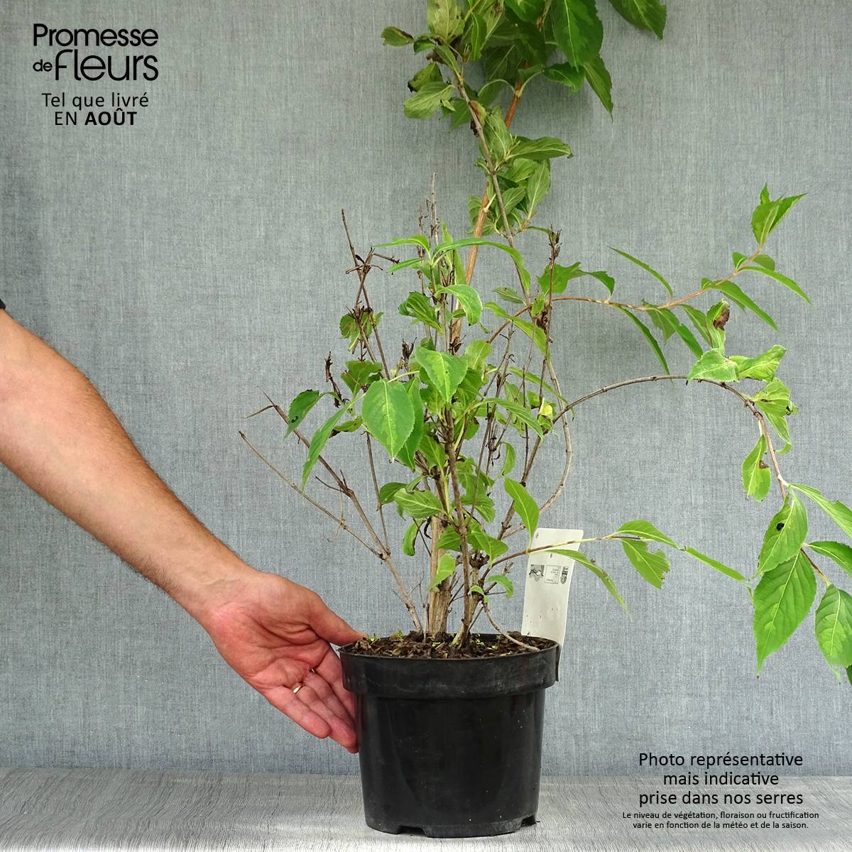 Promesse de Fleurs - Weigela Milk and Honey Pot de 2L/3L - Image 2