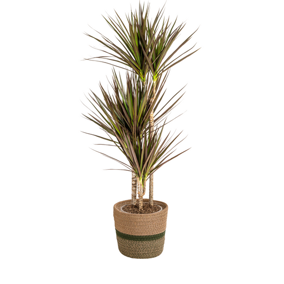 Dracaena Marginata Magenta - H110cm - Image 4