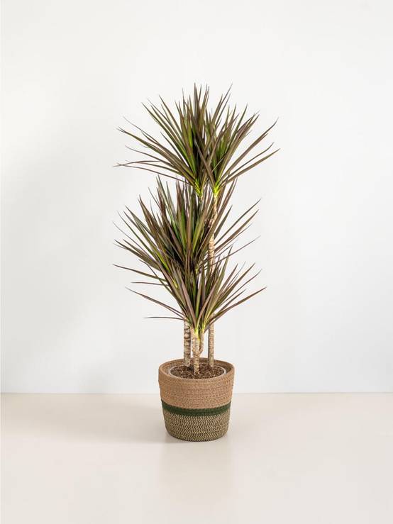 Dracaena Marginata Magenta - H110cm - Image 1