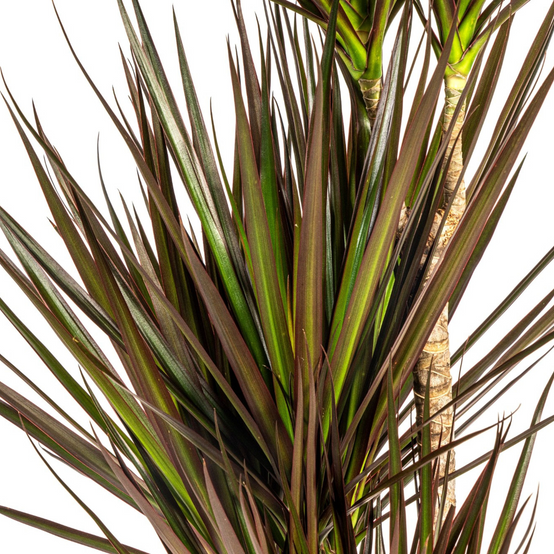 Dracaena Marginata Magenta - H110cm - Image 2