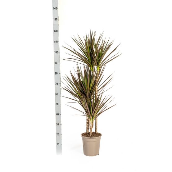 Dracaena Marginata Magenta - H110cm - Image 3