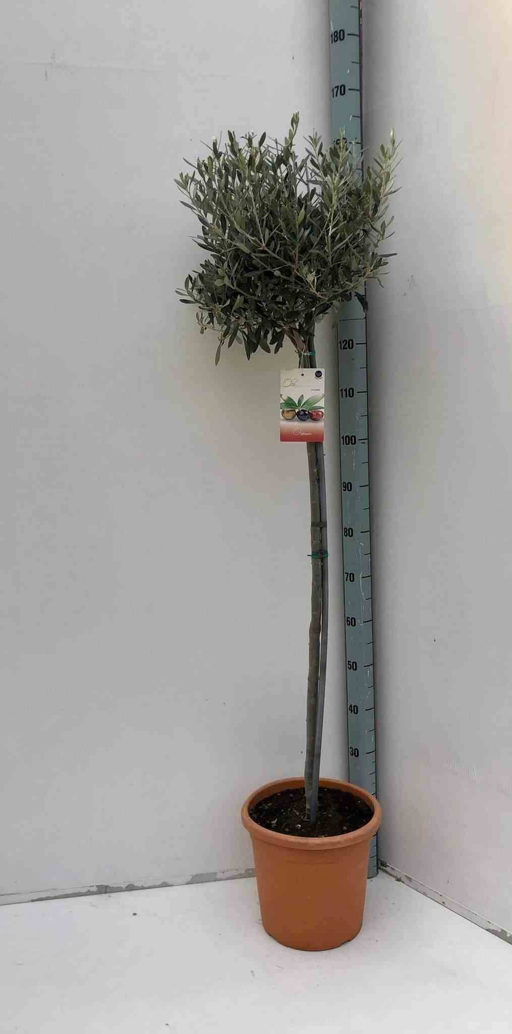 Sans Marque - Oléa europaea (Oliviers) Couleur floraison:Blanc - Taille:Pot de 9 litres ? 130/150 cm - Image 3