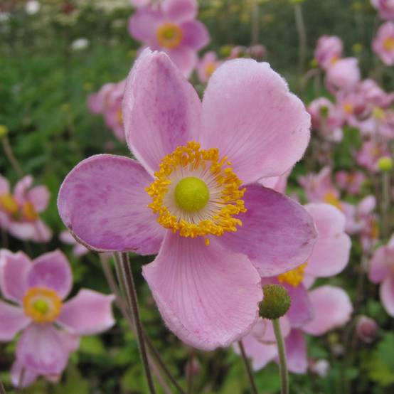 Anémone japonaise Little Princess - Anemone hupehensis japonica Godet de 8/9 cm