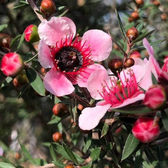 Leptospermum scoparium Martini - Arbre à thé Pot de 2L/3L - Image 1