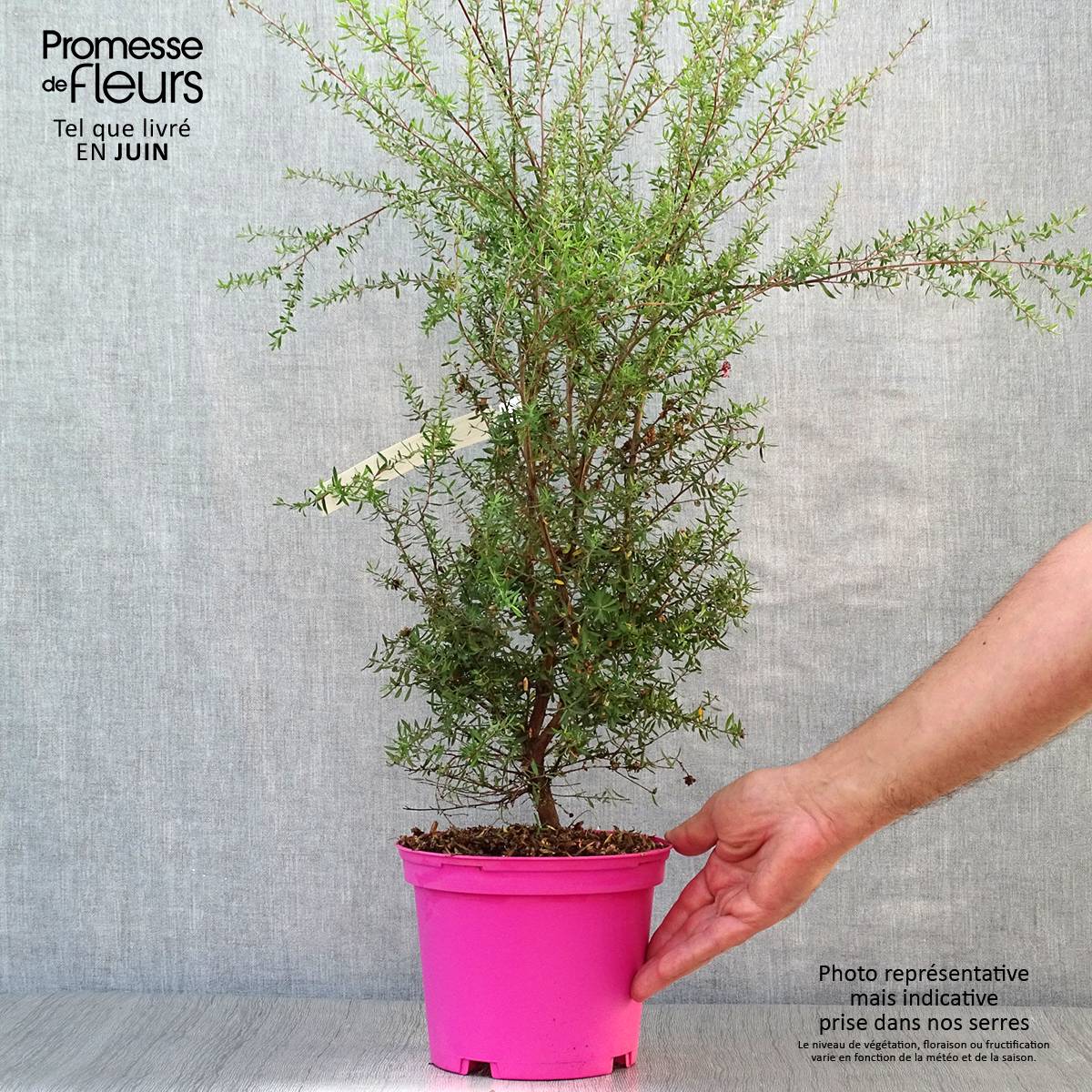 Leptospermum  scoparium Martini - Arbre à thé Pot de 2L/3L - Image 2
