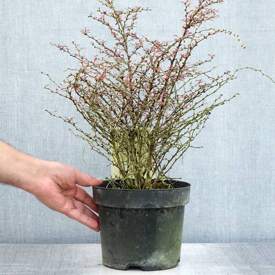 Berberis thunbergii Orange Dream Pot de 2L/3L - Image 2