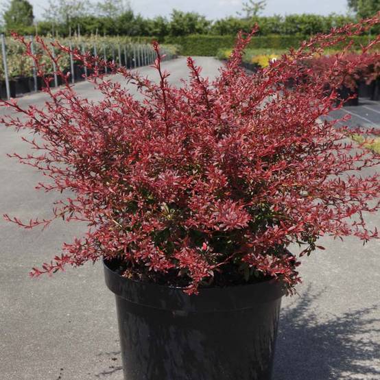 Berberis thunbergii Orange Dream Pot de 2L/3L - Image 1