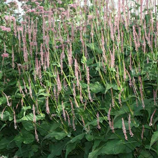 Renouée - Persicaria amplexicaulis Rosea Pot de 2L/3L