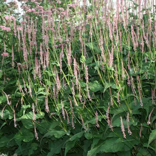 Renouée - Persicaria amplexicaulis Rosea Pot de 2L/3L