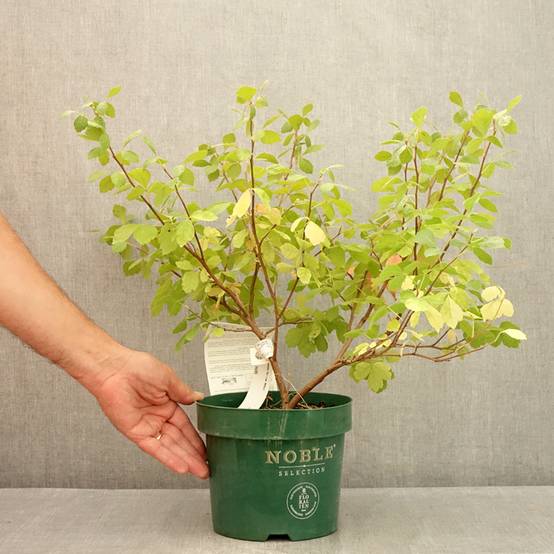 Sumac aromatique - Rhus aromatica Gro-Low Pot de 3L/4L - Image 2