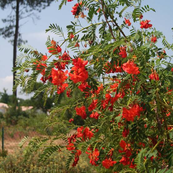 Sesbania punicea - Flamboyant d'Hyères Pot de 2L/3L - Image 1