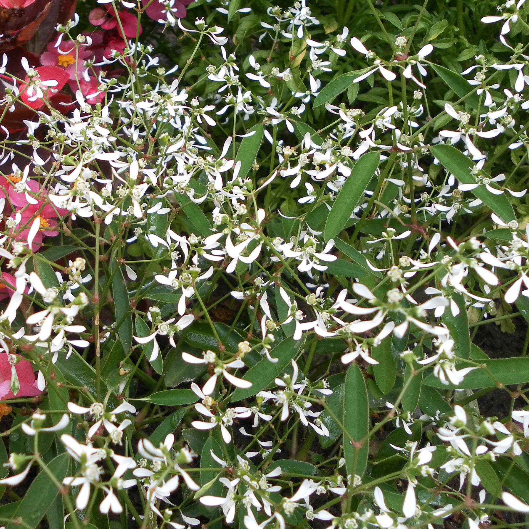 Euphorbe Diamond Frost - Chamaesyce hypericifolia - godet de 8/9cm