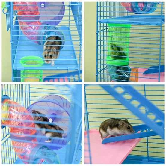 Cage pour rongeurs acier et plastique bleu 47 x 30 x 59 cm - PANGIVO - Image 10